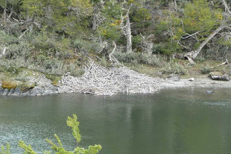 07 Nido di Castori Parco Nazionale della Tiera del Fuego